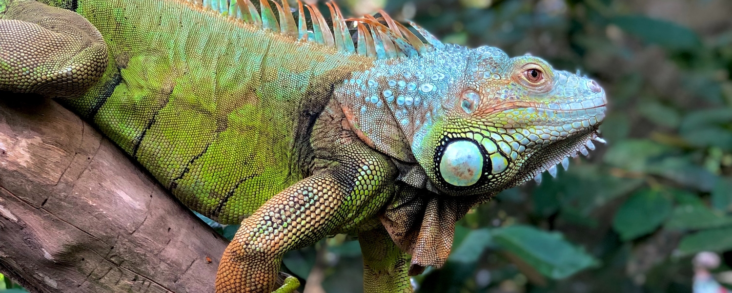 Reptiles and Husbandry | Faculty of Veterinary Medicine | University of